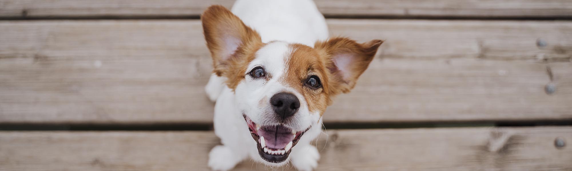 Does Your Dog Need Braces?